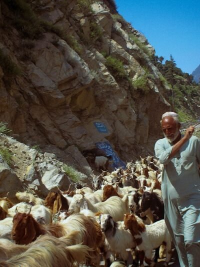 Livestock & Poultry